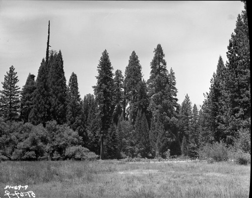 Misc. Meadows, Giant Sequoias, Redwood Meadow Grove. Montane Meadow Plant Community