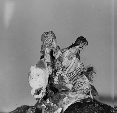 Barnacle, Balanus tintinnabulum, La Jolla, probably Scripps Pier. Photographed for Life Magazine