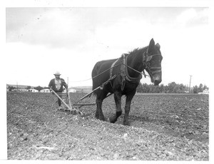 "T. Sumi (Issei) cultivating a truck garden in Gardena. He uses a horse."--caption on photograph