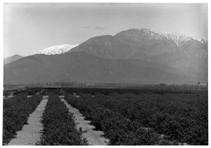 Citrus groves in Ontario, California, ca.1900