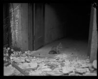 Cat at rubble-strewn doorway at the Hotel Carrillo after the earthquake, Santa Barbara, 1925