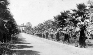 View of Fan Palm Avenue as viewed from Adams Boulevard, showing the residence of Lucy