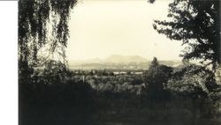 View of Mount St. Helena from Luther Burbank Experiment Farm, about 1915