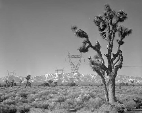 Transmission lines crossing the desert
