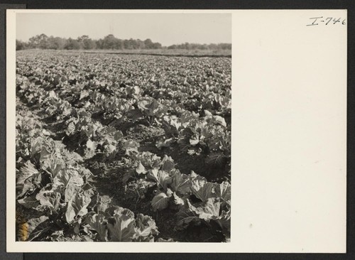 A field of collards to be harvested February 1, in the coastal area of South Carolina, seven miles south of Beaufort, South Carolina. Photographer: Iwasaki, Hikaru Beaufort, South Carolina