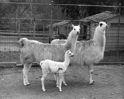 Baby llama joins mamma, poppa