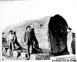 Three men with a redwood log