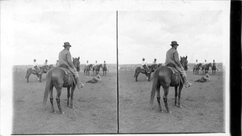 Roping and Throwing a Young Steer on King's Ranch. "Pan-Handle" District. W.Texas