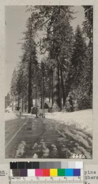 Fine specimens of sugar pine and big tree near the General Sherman tree, Sequoia National Park. March 1935. Metcalf