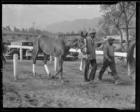 Race horse "Discovery" with his handler at Santa Anita Racetrack, Arcadia, 1936