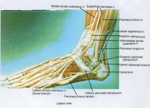 Illustration of dissection of the left ankle, lateral view, showing the superficial muscles, nerves and vasculature
