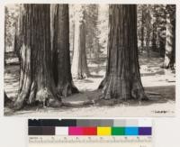 View of Sequoia gigantea stands. Note Dr. Von Ciriacy in picture. Sugar pine and white pine