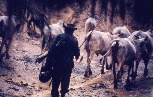 Man cattle ranching in the mud, San Basilio de Palenque, 1976