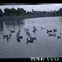 Ducks on Southside Park lake