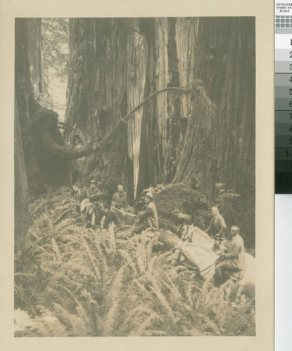 [Scene in timberland of Little River Redwood Co., Crannell, California]