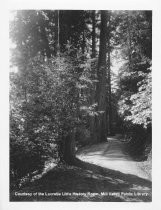 Trees and Trail in Muir Woods, circa 1914-1920