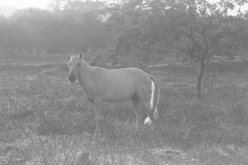 Horse roaming in an open field, San Basilio de Palenque, 1976