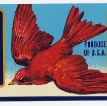 Red Robin Brand