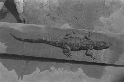 A caiman laying on the ground, Isla de Salamanca, Colombia, 1977