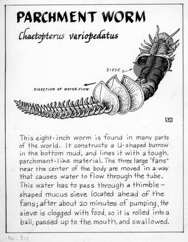Parchment worm: Chaetopterus variopedatus (illustration from "The Ocean World")