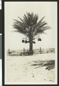Date palm tree from a distance, with bunches of dates hanging down