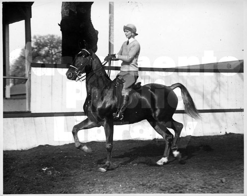 Woman Riding an American Saddlebred