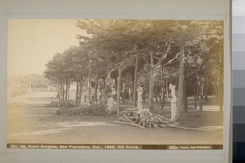 No. 28 - Sutro Heights, San Francisco, Cal., 1886, Old Grove