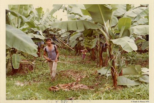 Banana Export Company, Guayaquil, Ecuador, Pierce Photo 34, © 1971 Frank D. Pierce