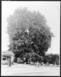 House and "Miller" black walnut on the Miller Ranch on Bodega Road between Sebastopol and Santa Rosa, summer 1930