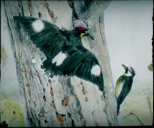 1900 California Woodpeckers