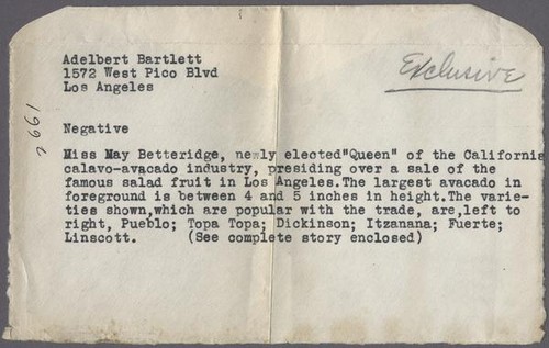 Typewritten description of photographs of avocados, Los Angeles, 1933