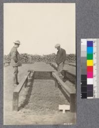 Union Lumber Company nursery, Fort Bragg. A bed of Douglas fir sown May, 1922. Photo August, 1922. Davis and Lott. No screens are used. Note heavy supports for shade frames