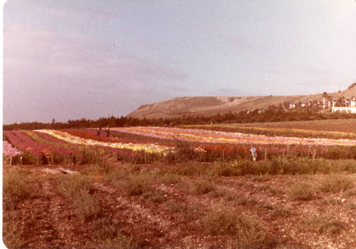 Distant view of the Flower Fields