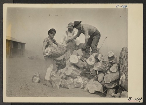 Manzanar, Calif.--Firewood is gathered by evacuees of Japanese descent at this War Relocation Authority center. Photographer: Albers, Clem Manzanar, California
