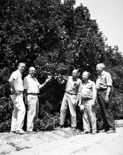 Showing oranges on huge tree with Ortho tech. rep. Paul Andres, R.P. Buckner, Harry Wright, and Theron Willis, ca. 1960