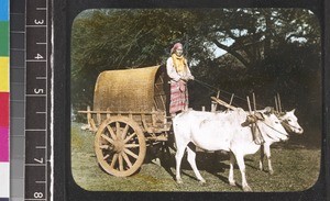 Driver with bullock-cart, Myanmar, s.d