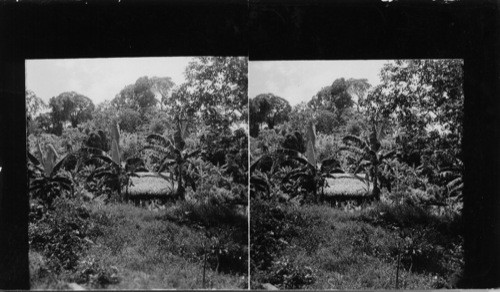 A native hut in a banana grove on the bank of the Rio Chino, a tributary of the Charges River in Panama