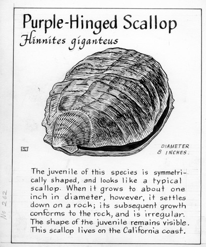 Purple-hinged scallop: Hinnites giganteus (illustration from "The Ocean World")