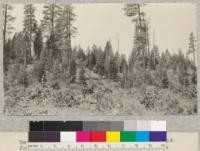 Western yellow pine brush piles and cordwood for Donkey engines. Clover Valley Lumber Company sale Camp #10. Plumas National Forest, California. Western yellow pine and white fir reproduction in background. 1925