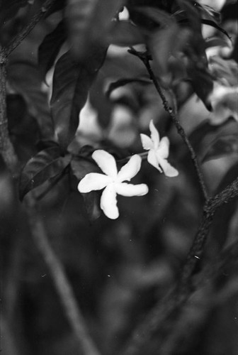 Two small flowers, La Chamba, Colombia, 1975