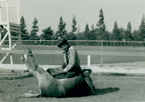 Rodeo clown, Sherman Crane, sitting on a bull during a rodeo