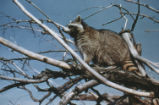 Northern raccoon