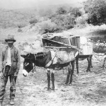 Old Prospector and Burros