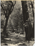[Yosemite views] (16 views)