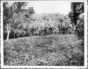 Coffee plantation, Tanzania, ca.1927-1938
