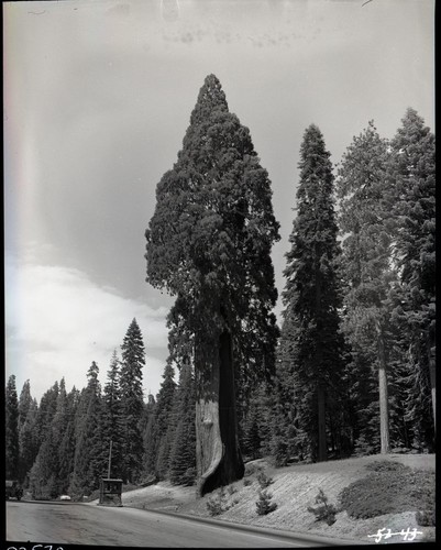 Unnamed Sequoias, rejuvinated tree at Big Stump Entrance Station, Buildings and Utilities