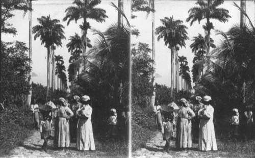 A fragment of once the loveliest palm avenue in the world, Dominica, W.I