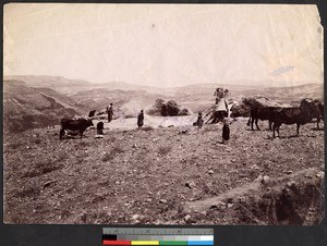 People winnowing grain in an open field, Syria, ca.1856-1910