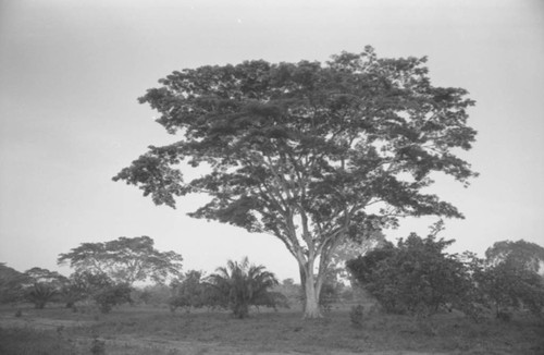 Trees, San Basilio de Palenque, 1976