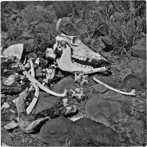 Bleached cow bones near Rancho San Nicolás